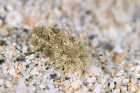 ハナサキコヤナギウミウシ