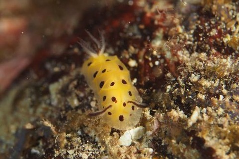 テンテンウミウシ