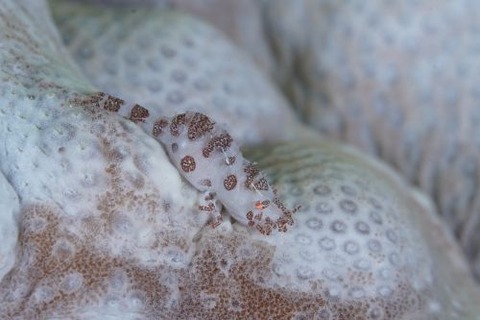 ウズラカクレモエビ