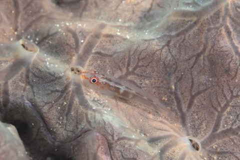 セボシウミタケハゼ