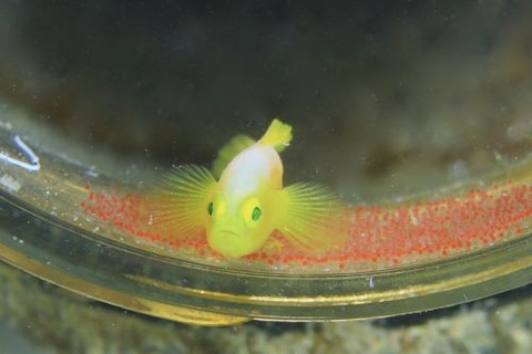 ナカモトイロワケハゼ