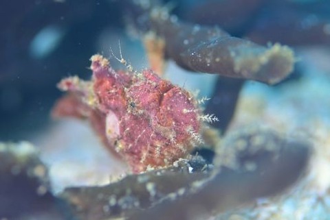 エナガカエルアンコウ