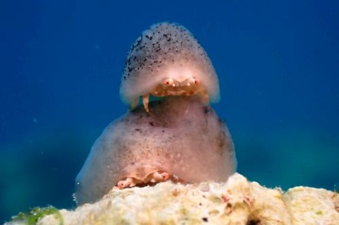 カイカムリ科の1種