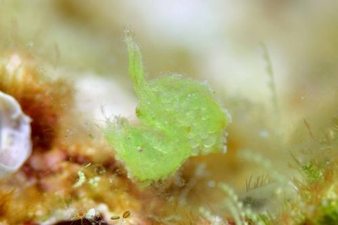 フィコカリス・シムランス