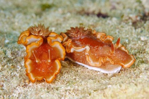 キャラメルウミウシ