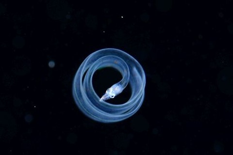 刺激的な水中生物