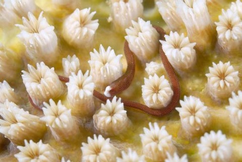 チンヨウジウオ