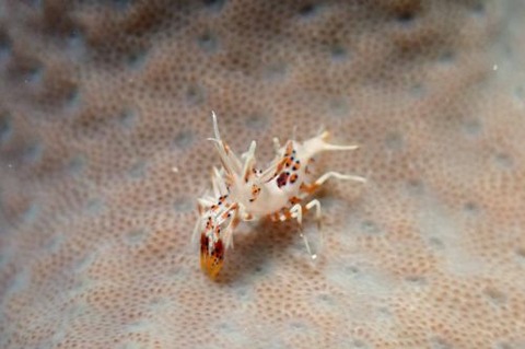 トゲツノメエビ