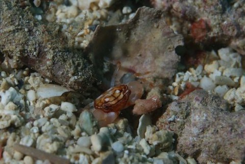 マルバガニ属の1種