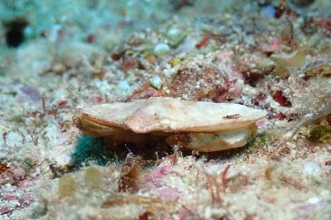 ヒメメンコヒシガニ