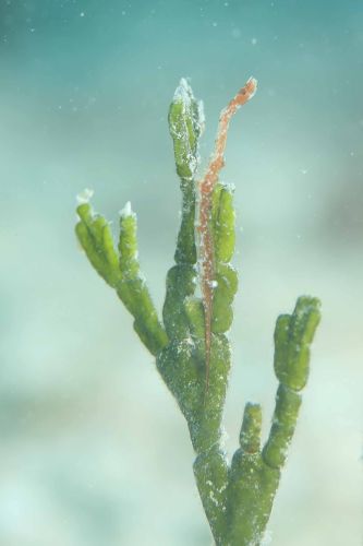 トガリモエビ属の1種