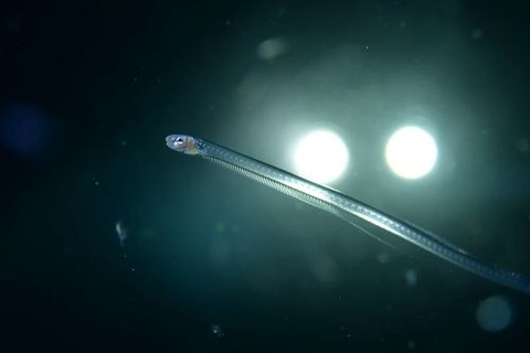 刺激的な水中生物