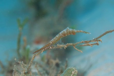 トガリモエビ属の1種