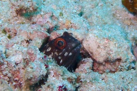 ホシカゲアゴアマダイ