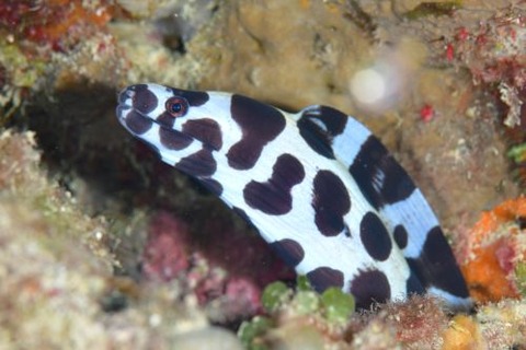 ニセゴイシウツボ