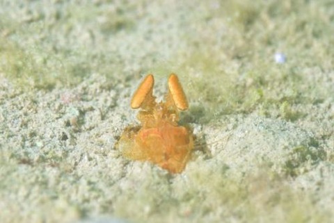 シャコのなかま