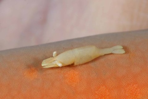 ヒトデヤドリエビ