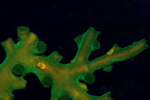 ポントニデス・マルディブエンシス