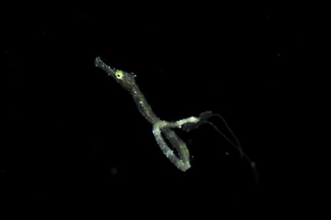 刺激的な水中生物