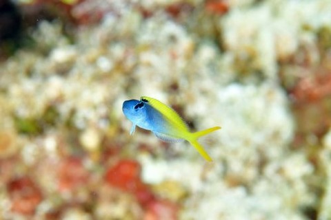 オウゴンニジギンポ