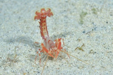 アナエビ科の１種