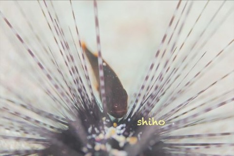 ヒカリイシモチ