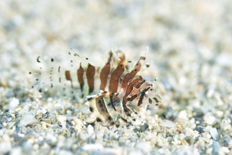 シマヒメヤマノカミ