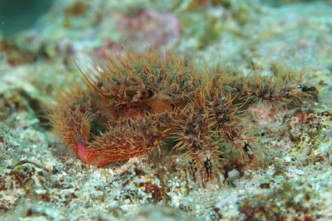 ウミハリネズミ