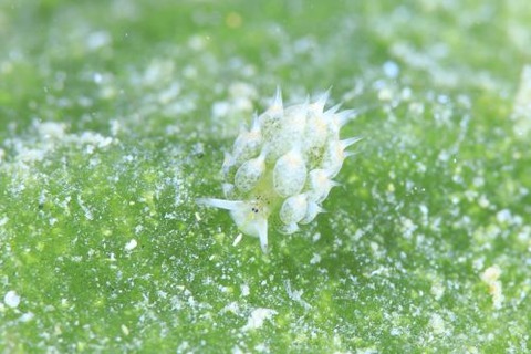 テングモウミウシ