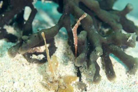 トガリモエビ属の1種