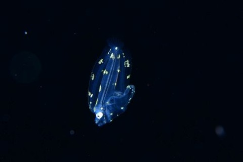 刺激的な水中生物