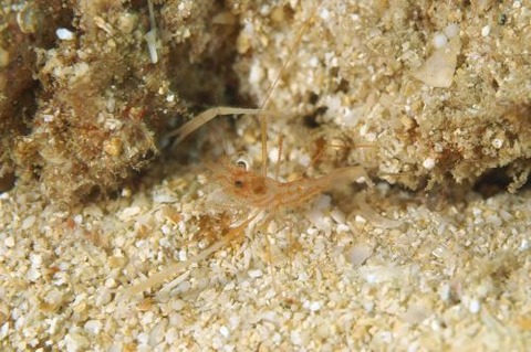 スベスベオトヒメエビ属の1種