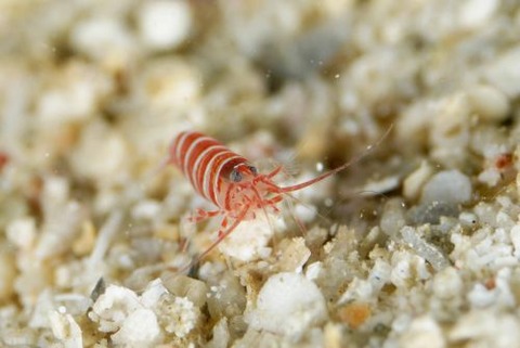 カザリムラサキエビ