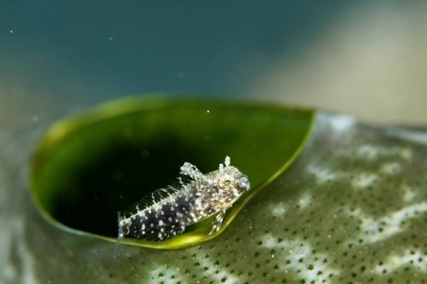 ハタタテギンポ