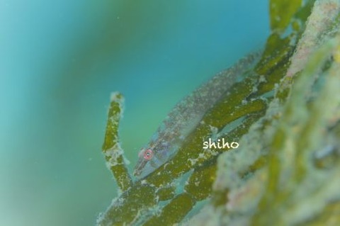 ウミショウブハゼ属の1種