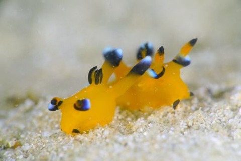 ウデフリツノザヤウミウシ