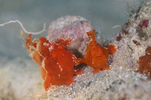 オオモンカエルアンコウ