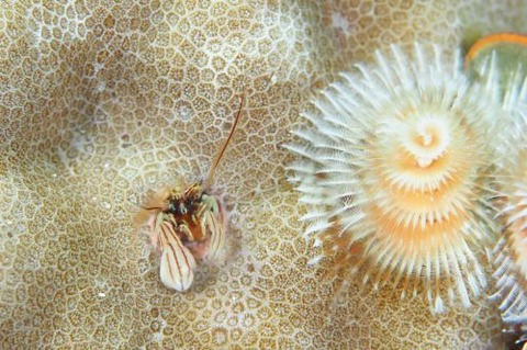 カンザシヤドカリ