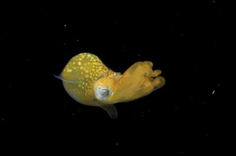 刺激的な水中生物