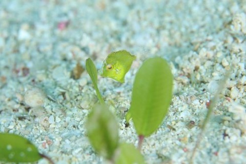 セダカカワハギ