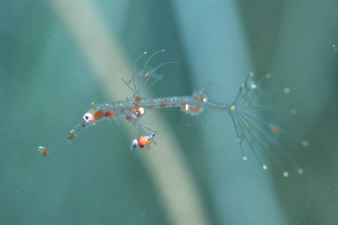 ニシキフウライウオ