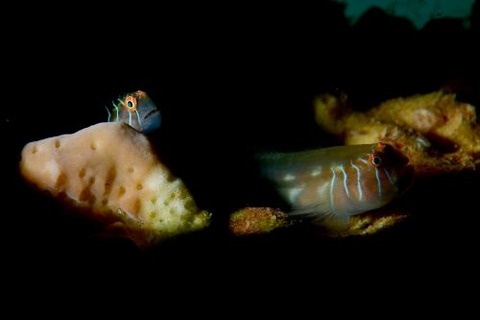 アワイロコバンハゼ