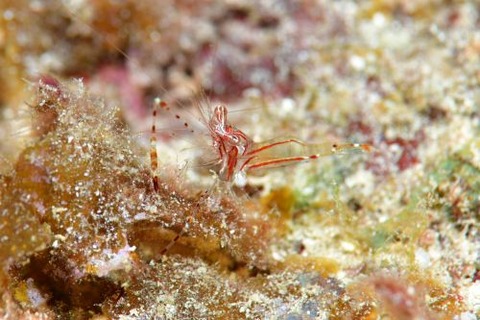 ライデンテナガカクレエビ