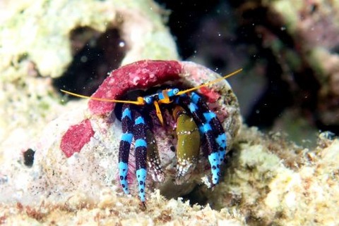 ユビワサンゴヤドカリ