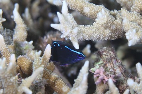 アツクチスズメダイ