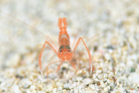 ユウギリスベスベオトヒメエビ