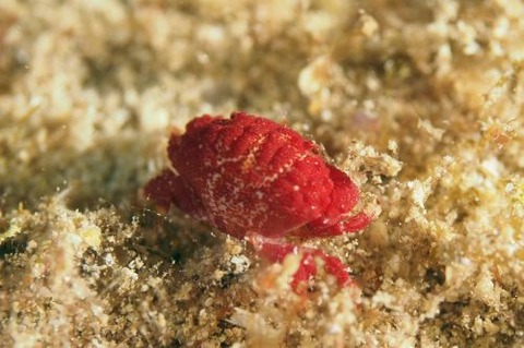 オウギガニ科の1種