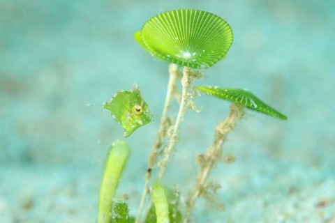 セダカカワハギ