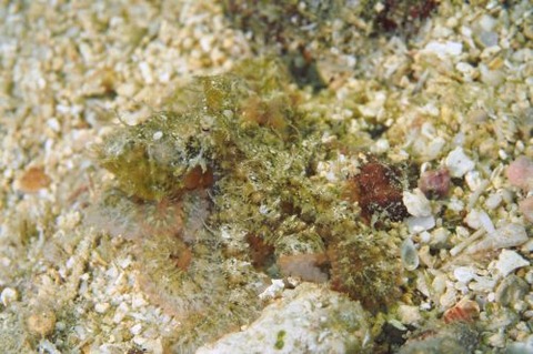 カクレダコのなかま