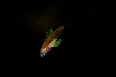 刺激的な水中生物